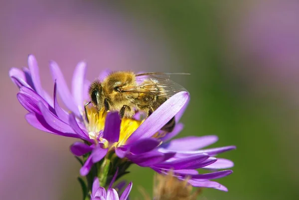 Bee eller honungsbiet sitter på blomma, Apis mellifera — Stockfoto