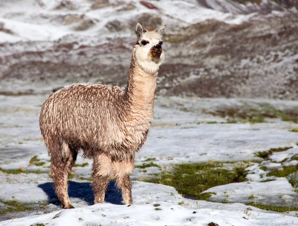 Lama lub lama w górach — Zdjęcie stockowe