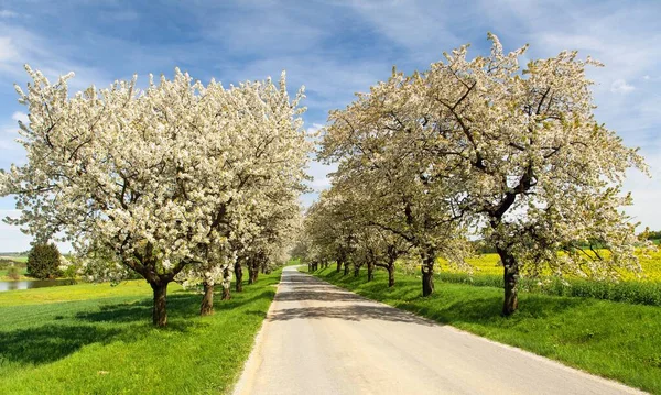 Yol ve sokak çiçekli kiraz ağaçlarının — Stok fotoğraf