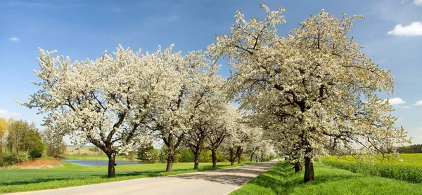 Road and alley of flowering cherry trees — Stock Photo, Image