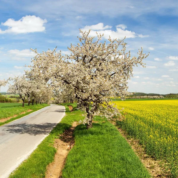 Estrada ruela de cerejeiras e campo de colza — Fotografia de Stock