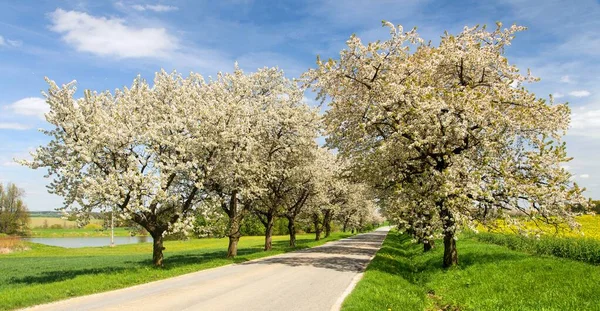 Road and alley of flowering cherry trees — Stock Photo, Image