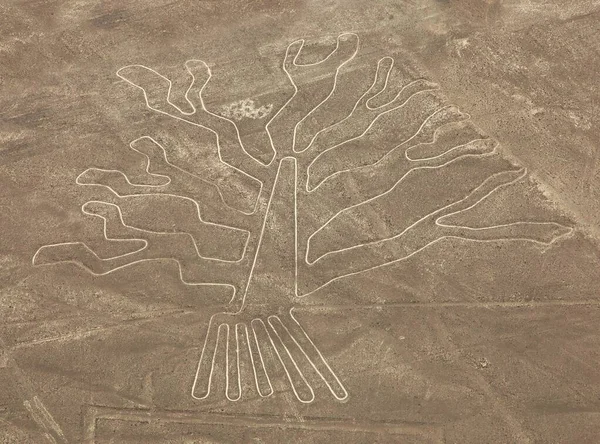 Träd geoglyf, Nazca mystiska linjer och geoglyfer — Stockfoto