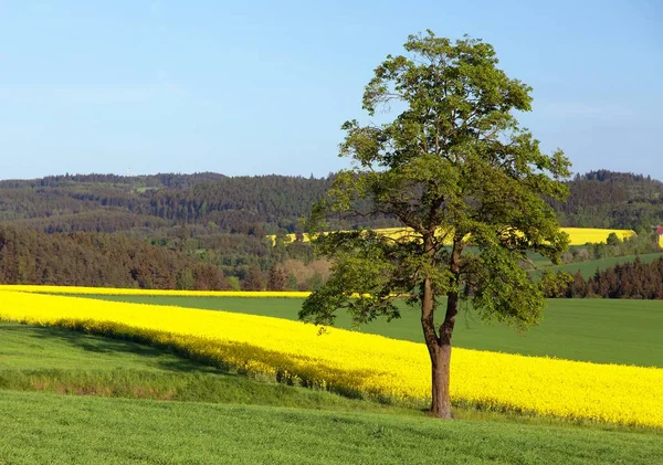 Raps, raps eller rybs — Stockfoto