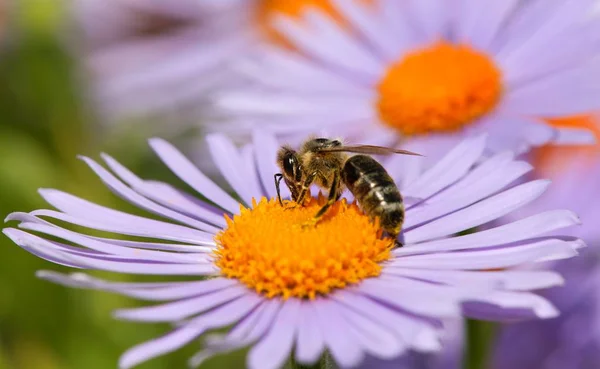 Biene oder Honigbiene auf Blume sitzend, apis mellifera — Stockfoto