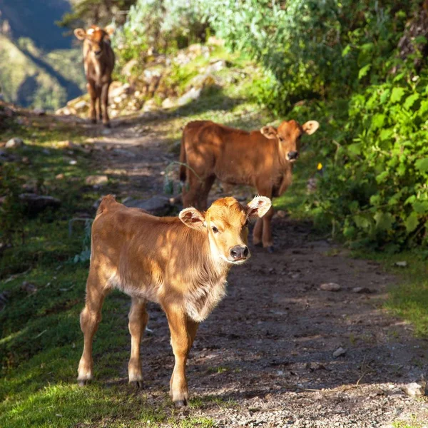 Petits veaux, animaux, vache — Photo