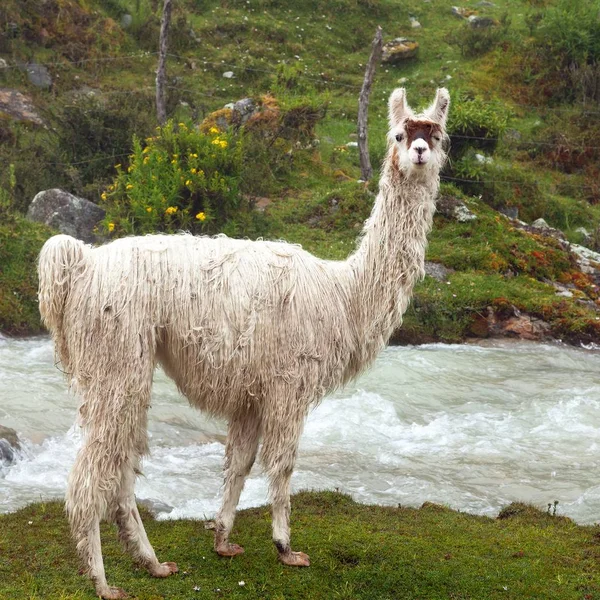 Lama ya da lama, bir hayvan portresi, And Dağları. — Stok fotoğraf
