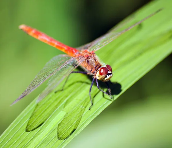 Rote Libelle auf grünem Hintergrund — Stockfoto