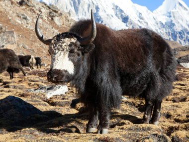 Siyah beyaz Yak Everest ana kampına yolda