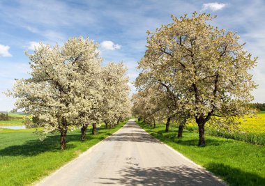 çiçekli kiraz ağaçları beyaz renkli sokak