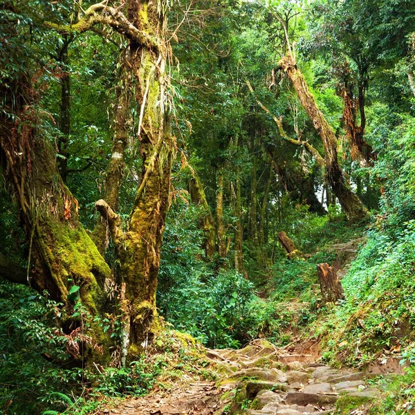 Nepalian green rainforest with pathway — Stock Photo, Image
