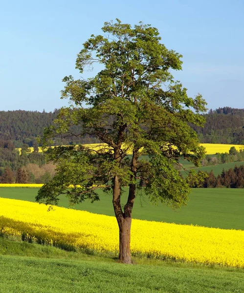 Raps, raps eller rybs — Stockfoto