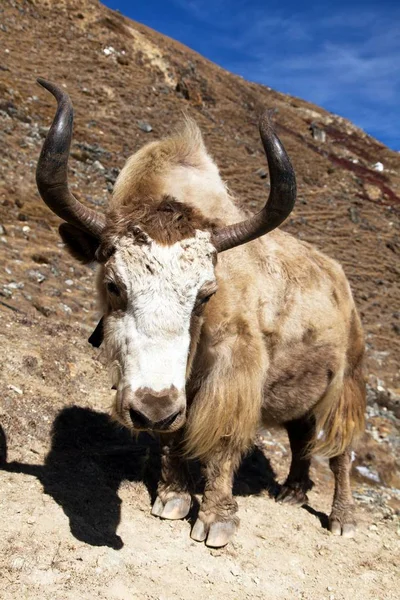 Yak en el camino al campamento base del Everest - Nepal Himalaya —  Fotos de Stock