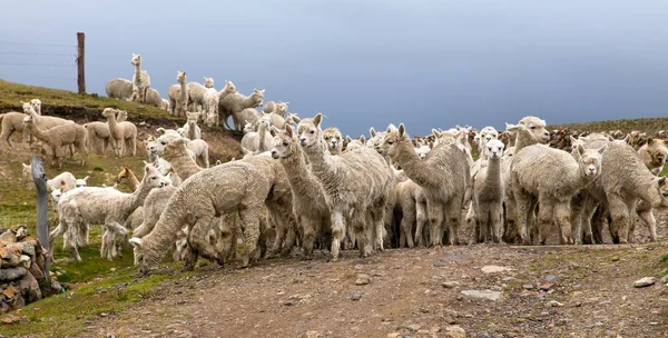 Lama eller lama, hjord av lamm på betesmark — Stockfoto