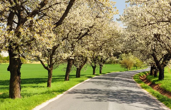 Camino y callejón de cerezos florecientes —  Fotos de Stock