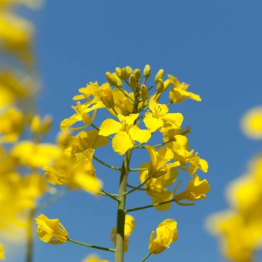 çiçekli kolza kanola veya colza alan detay