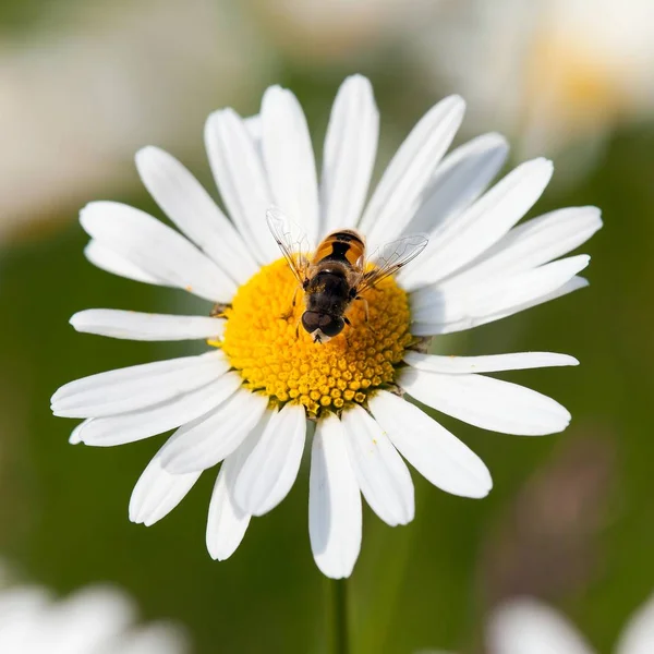 Abeja o abeja sobre flor blanca de margarita común — Foto de Stock