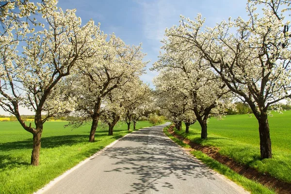 Väg- och gränden av blommande körsbärsträd — Stockfoto