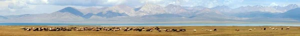 Troupeau de caprins et de moutons sur les pâturages, lac Son-kul — Photo