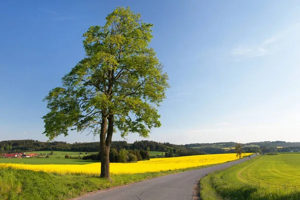 Campo de colza, canola ou colza — Fotografia de Stock