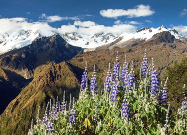 Mount Saksarayuq with Lupinus flower, Andes mountains clipart