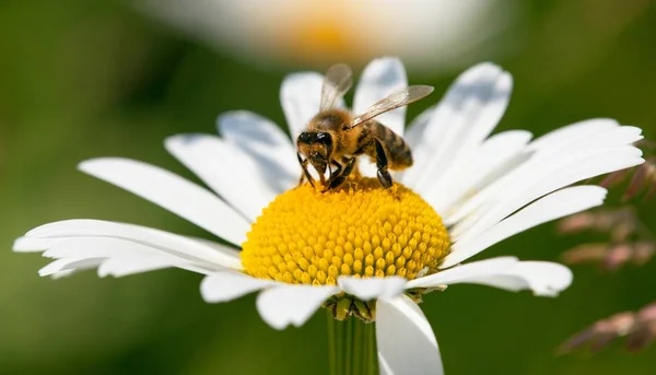 一般的なヒナギクの白い花にミツバチやミツバチ — ストック写真