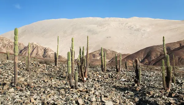 Cerro Blanco Sanddüne mit Kakteen — Stockfoto