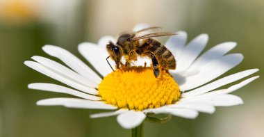 arı veya bal arısı ortak papatya beyaz çiçek