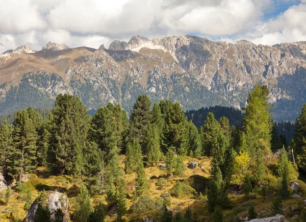 View from Dolomites Alps Mountains, Larch forest, Italy — Stock Photo, Image