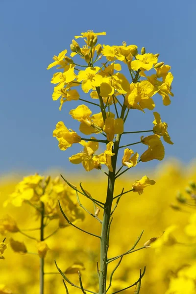 开花油菜籽油菜籽或科尔扎场的细节 — 图库照片