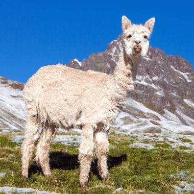 Dağlardaki lama mı lama mı?