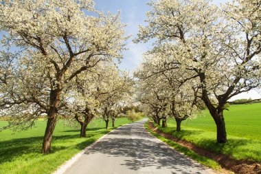 yol ve sokak çiçekli kiraz ağaçlarının