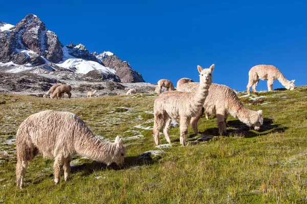 Llama or lama, Andes mountains, — Stock Photo, Image
