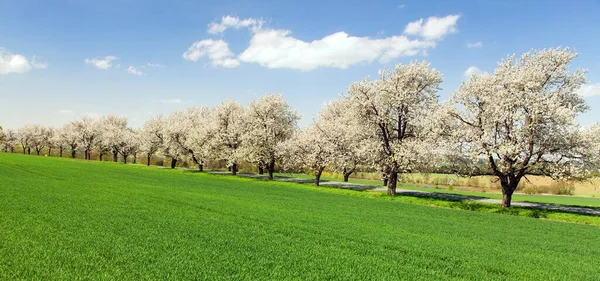 Drogi i aleja drzew kwitnących wiśni — Zdjęcie stockowe