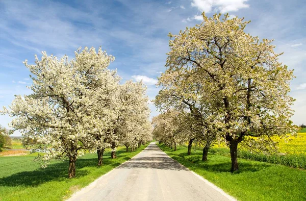 Väg- och gränden av blommande körsbärsträd — Stockfoto