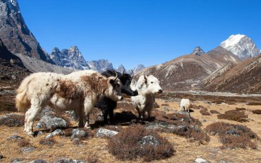 yak, Everest ana kamp, Nepal Himalaya dağları yolunda üç yaks grup. Yak, Nepal ve Tibet'te çiftlik ve kervan hayvanıdır.
