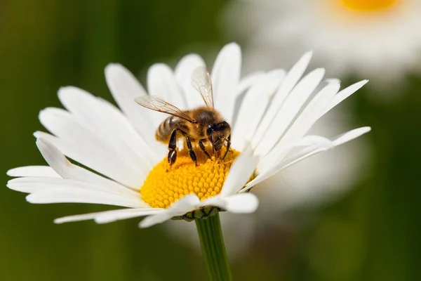 Detail Der Goldenen Biene Oder Honigbiene Lateinisch Apis Mellifera Europäische — Stockfoto
