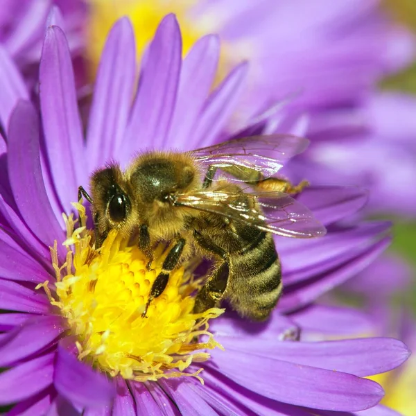 Detail Bee Honeybee Latin Apis Mellifera European Western Honey Bee — Stock Photo, Image