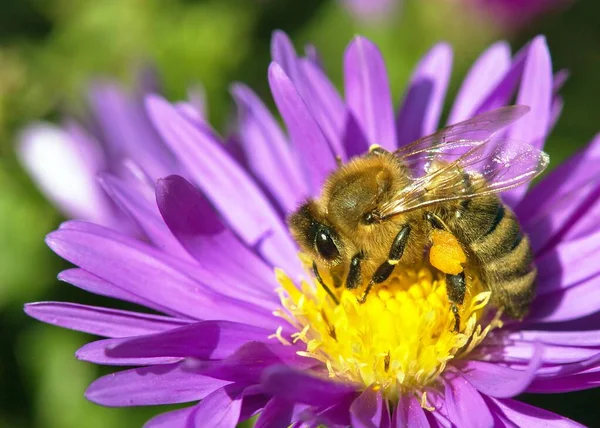 Detail Der Biene Oder Honigbiene Lateinisch Apis Mellifera Europäische Oder — Stockfoto