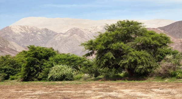 Cerro Blanco Sanddüne Panorama Die Höchsten Dünen Der Welt Der — Stockfoto