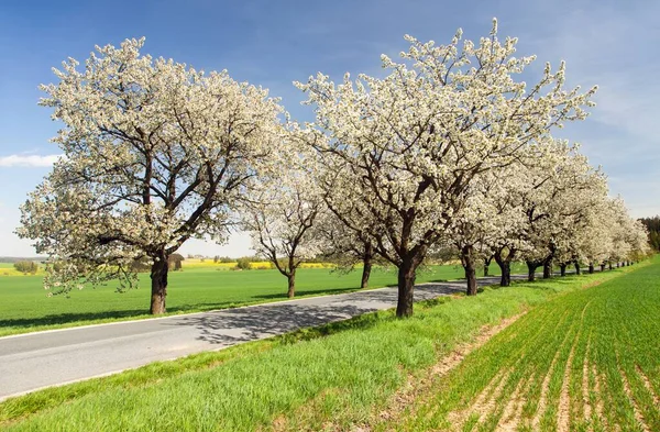 Virágzó Cseresznyefa Latin Prunus Cerasus Gyönyörű Égbolttal Rendelkező Utcája Fehér — Stock Fotó