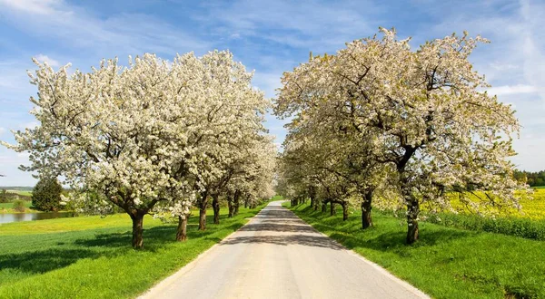 Strada Vicolo Ciliegi Fioriti Latino Prunus Cerasus Con Bel Cielo — Foto Stock