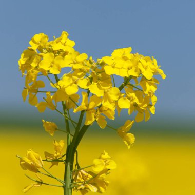 Ayrıntı alanının çiçekli kolza tohumu kanola veya kolza Latince Brassica Napus, bitki yeşil enerji ve petrol endüstrisi için kolza tohumu mavi gökyüzü arka plan üzerinde 