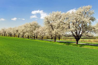 güzel gökyüzü ile latin Prunus cerasus çiçekli kiraz ağaçlarının yol ve sokak. Beyaz renkli çiçekli kiraz ağacı