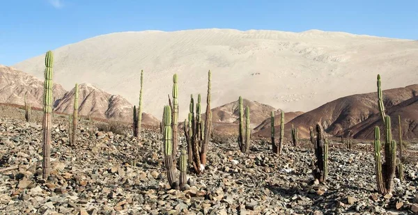 Cerro Blanco Sanddüne Mit Kakteen Eine Der Höchsten Dünen Der — Stockfoto