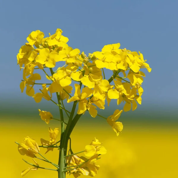 Detail Flowering Rapeseed Canola Colza Field Latin Brassica Napus Plant — Stock Photo, Image