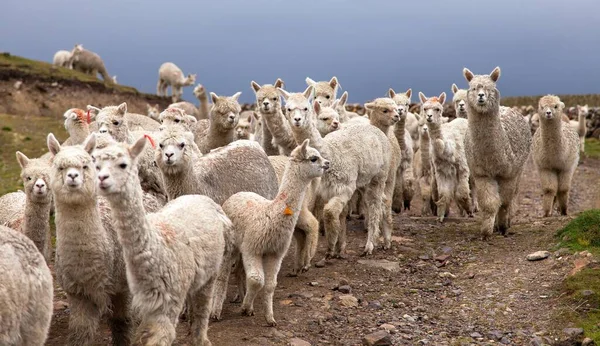 Lama Eller Lama Lamadjur Betesmark Anderna Peru — Stockfoto