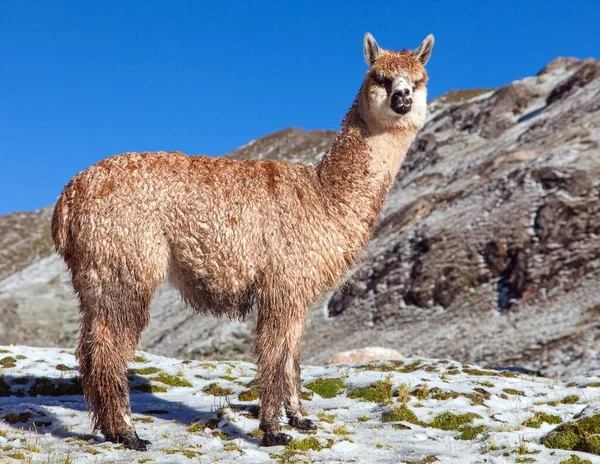 Lama Lub Lama Śnieżnej Górze Góry Andów Peruwiańskich — Zdjęcie stockowe