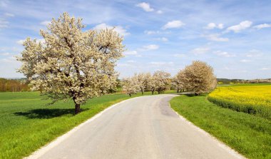 yol ve güzel gökyüzü ile latin Prunus cerasus kiraz ağaçları renkli çiçekli kiraz ağaçları nın sokak