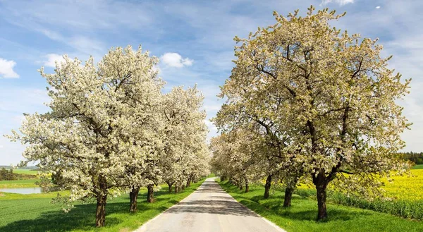 Allee Blühender Kirschbäume Weiß Gefärbt Lateinisch Prunus Cerasus Kirschbäume Mit — Stockfoto